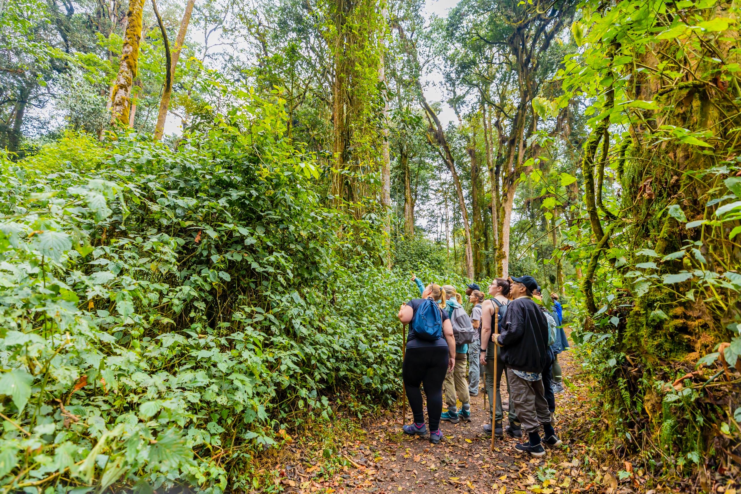 nyungwe_national_park.